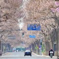 生辰八字共建“花园城市” 北京这场议政会“百花齐放”