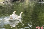 生辰八字吉林：罕见白鸬鹚连续两年“故地重游”